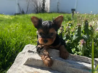 Yorkshire Terrier dogs for sale: Yorkshire Terrier Puppy 2 teacup Mickey - Ad 1