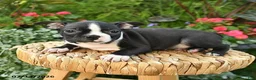 Boston Terrier dogs for sale: Benett - Ad 3