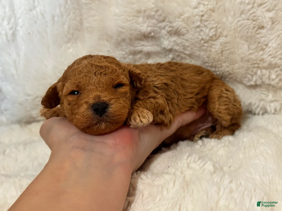 Toy Poodle dogs for sale: Theo  - Ad 2