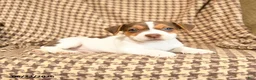 Jack Russell Terrier dogs for sale: Keith - Ad 2