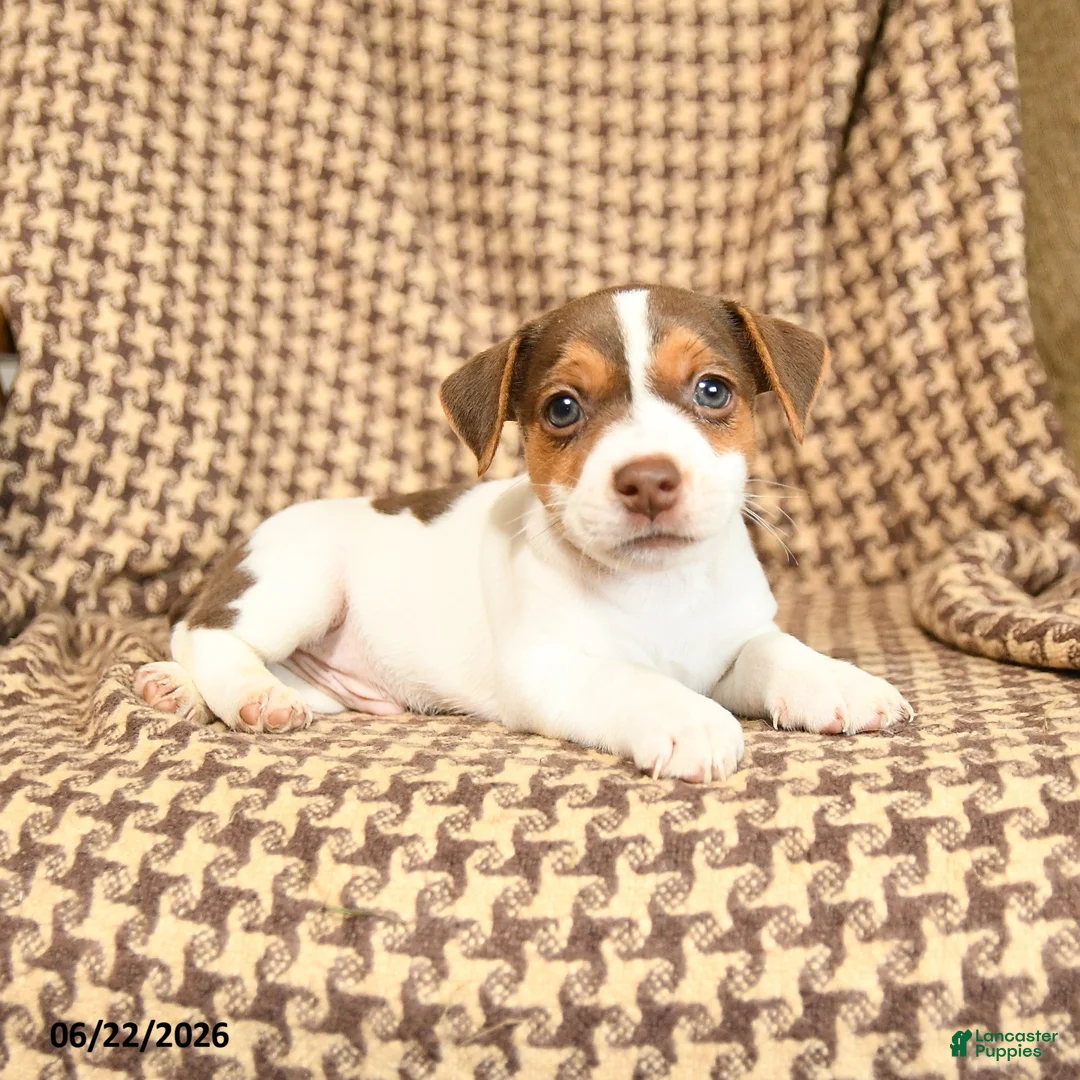Jack Russell Terrier dogs for sale: Keith - Ad 2