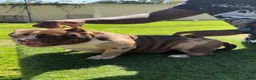American Bully dogs for sale: S’mores - Ad 2