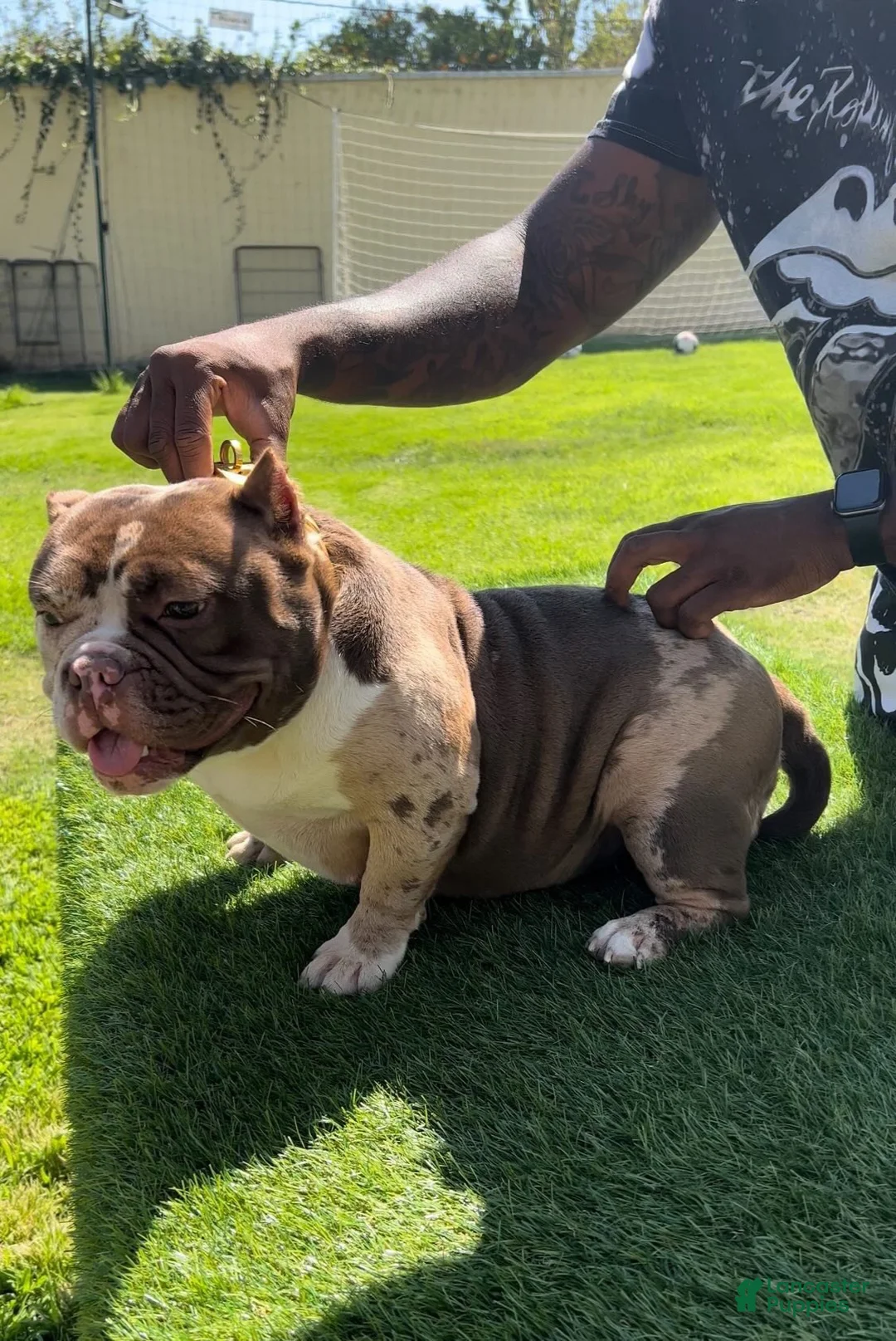 American Bully dogs for sale: S’mores - Ad 2