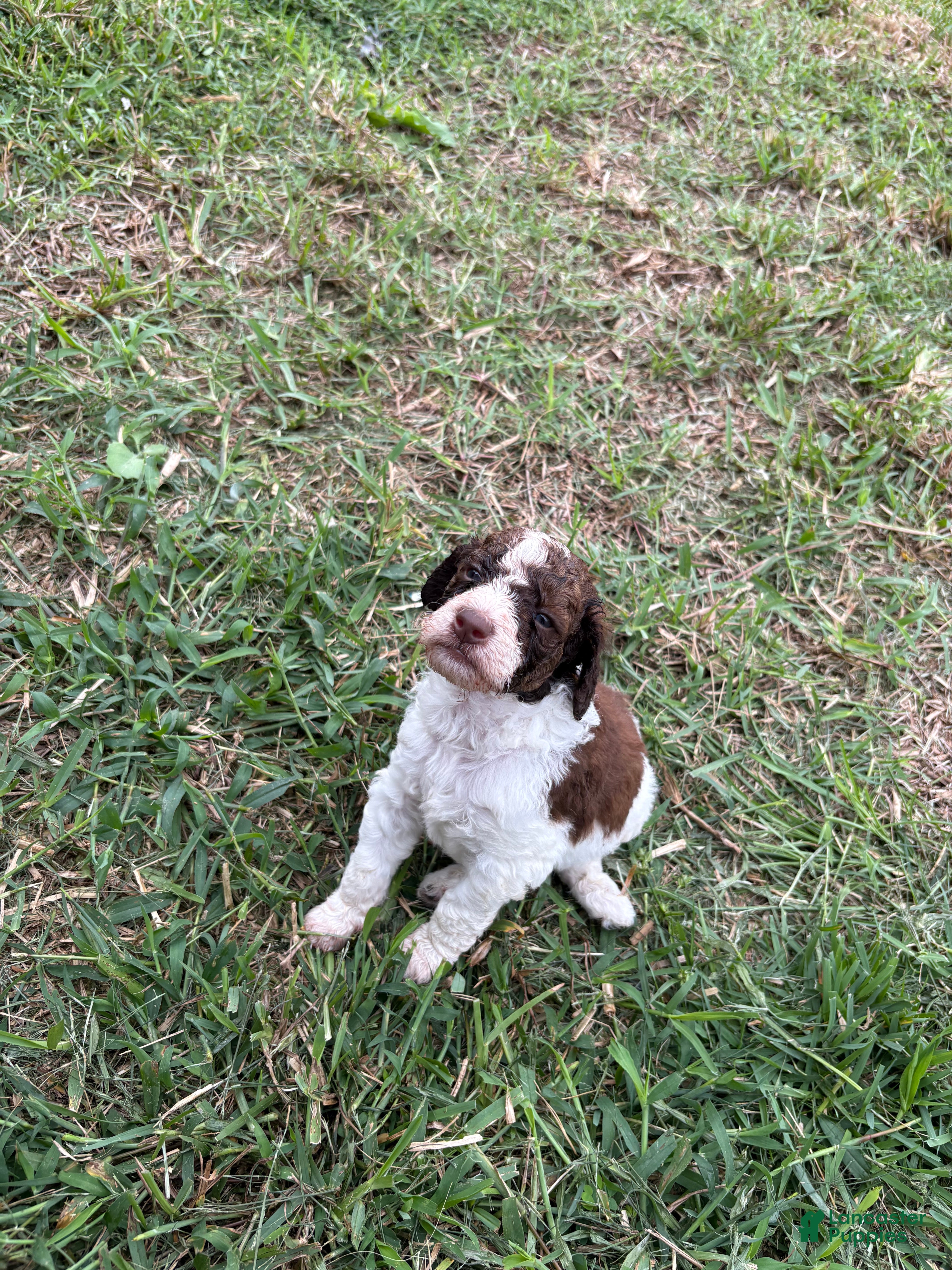 Standard Poodle dogs Loki - Ad 5
