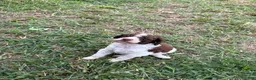 Standard Poodle dogs for sale: Loki - Ad 1