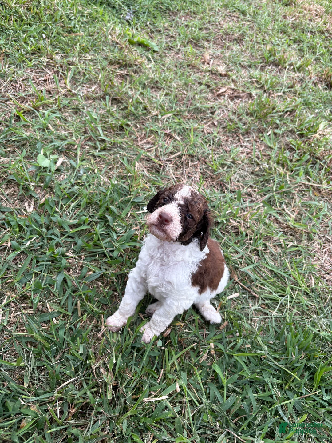 Standard Poodle dogs for sale: Loki - Ad 1