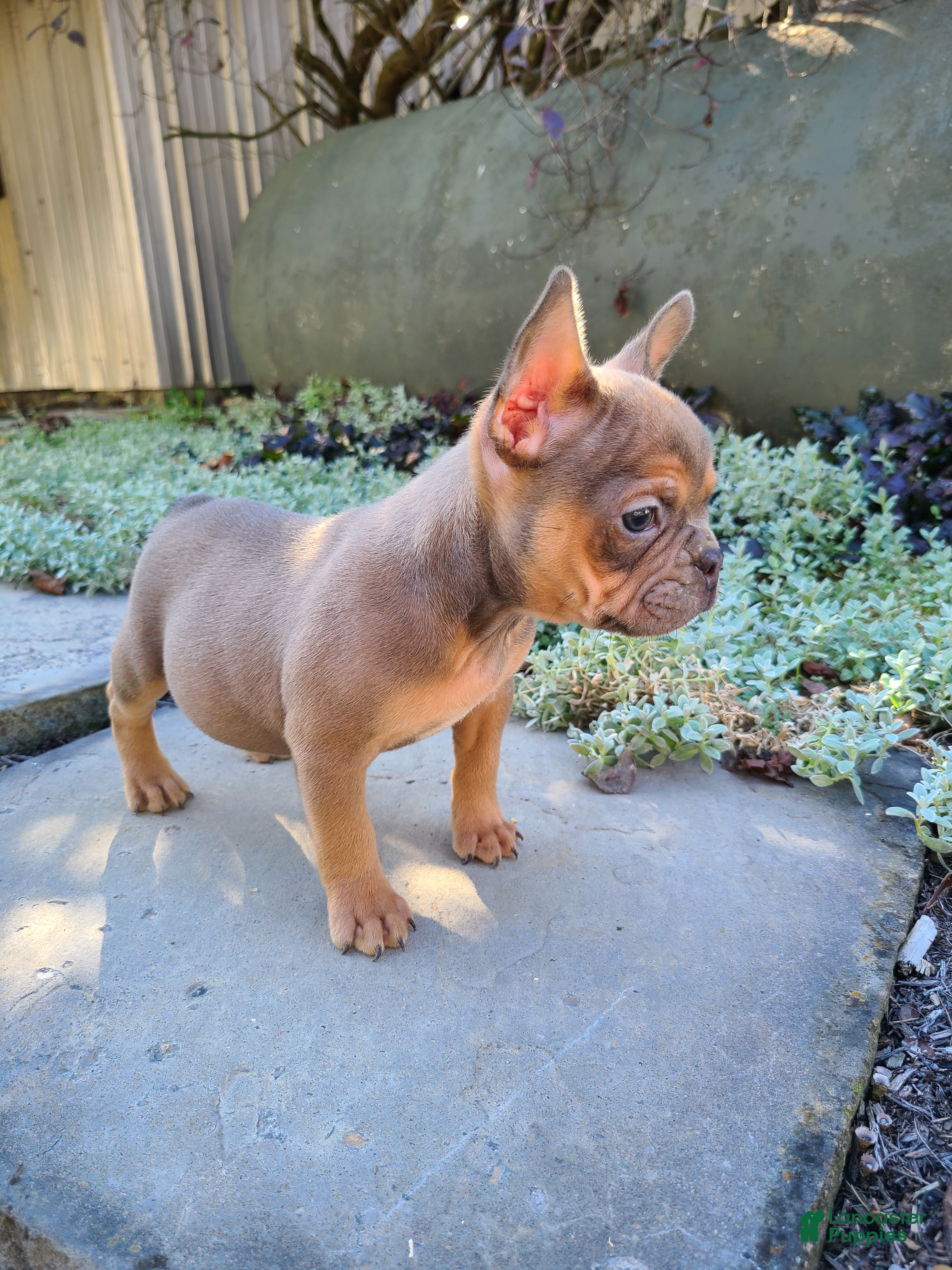 Frenchton dogs Jasper - Ad 1