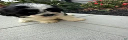 Teddy Bear dogs for sale: Lucas - Ad 11