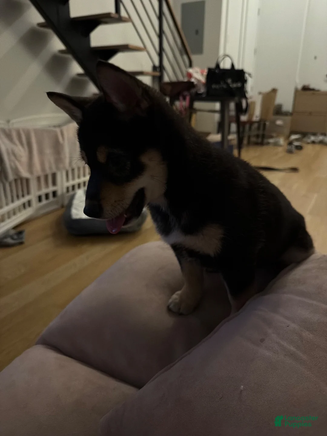 Shiba Inu dogs for sale: Shiba Inu 1 - Ad 2