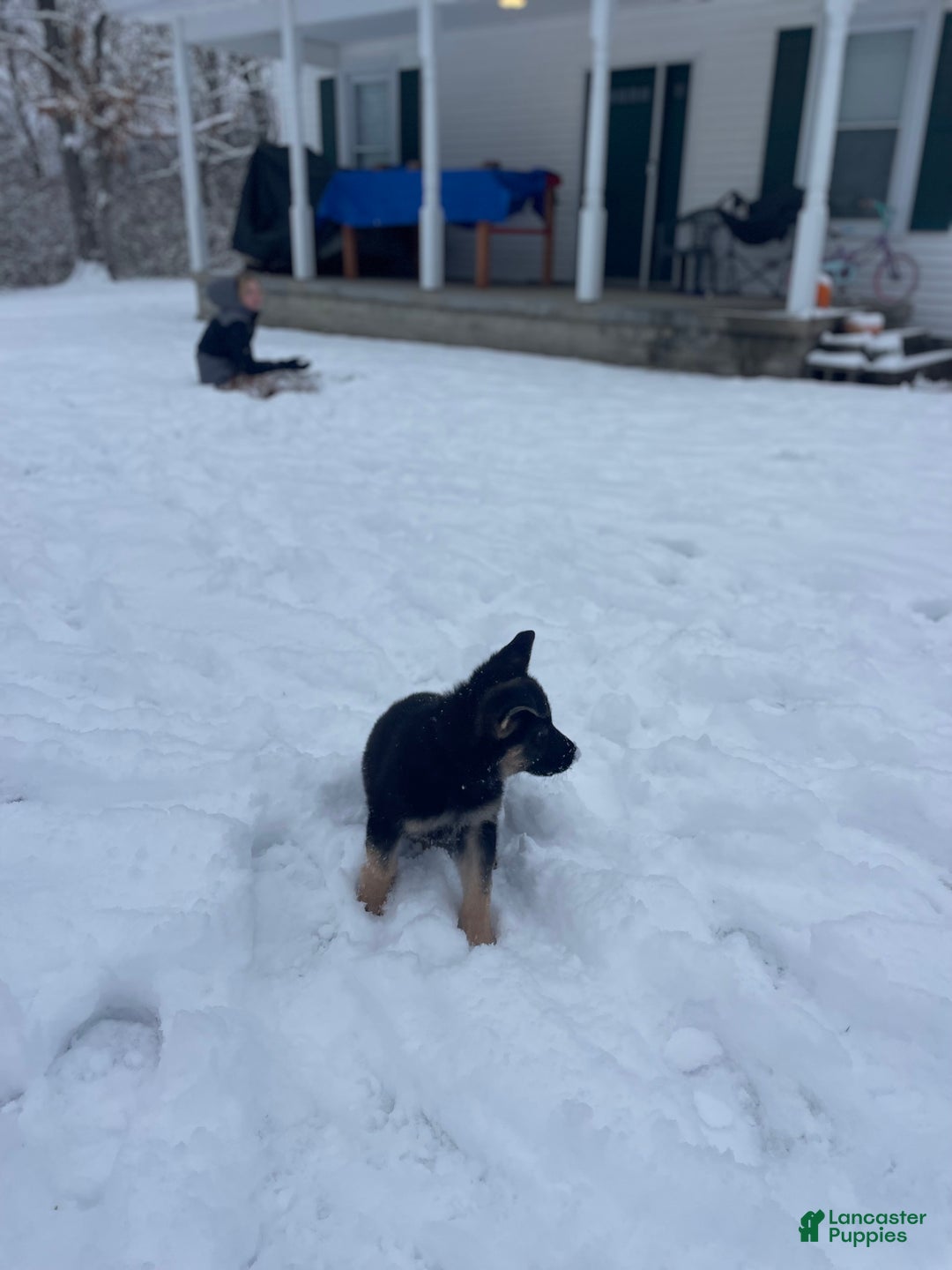 German Shepherd dogs for sale: Sugar/purple collar - Ad 11