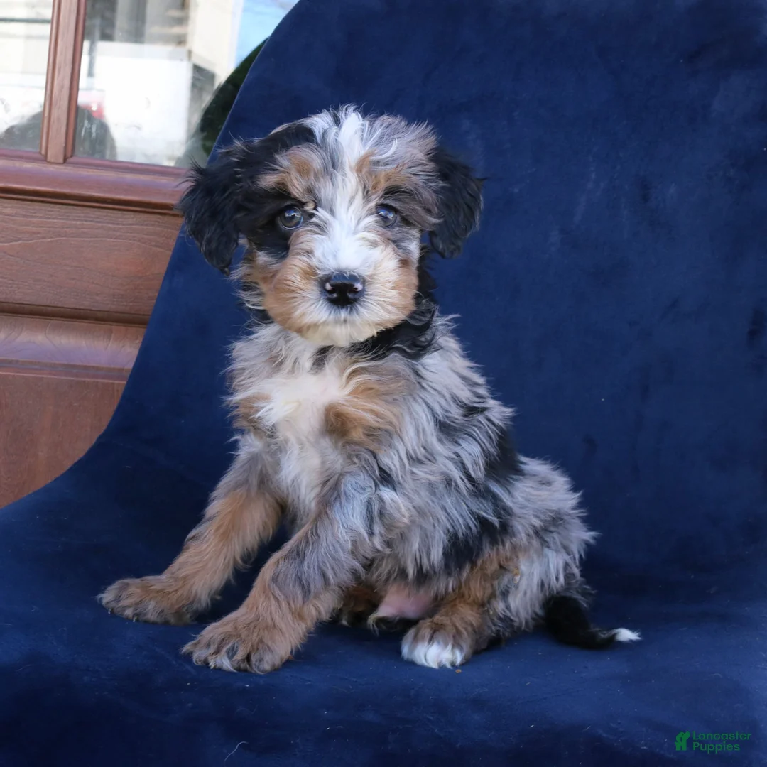 Mini Bernedoodle dogs for sale: Felix - Ad 3