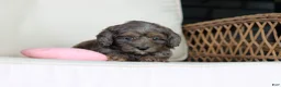 Cavapoo dogs for sale: Brooklyn - Ad 5