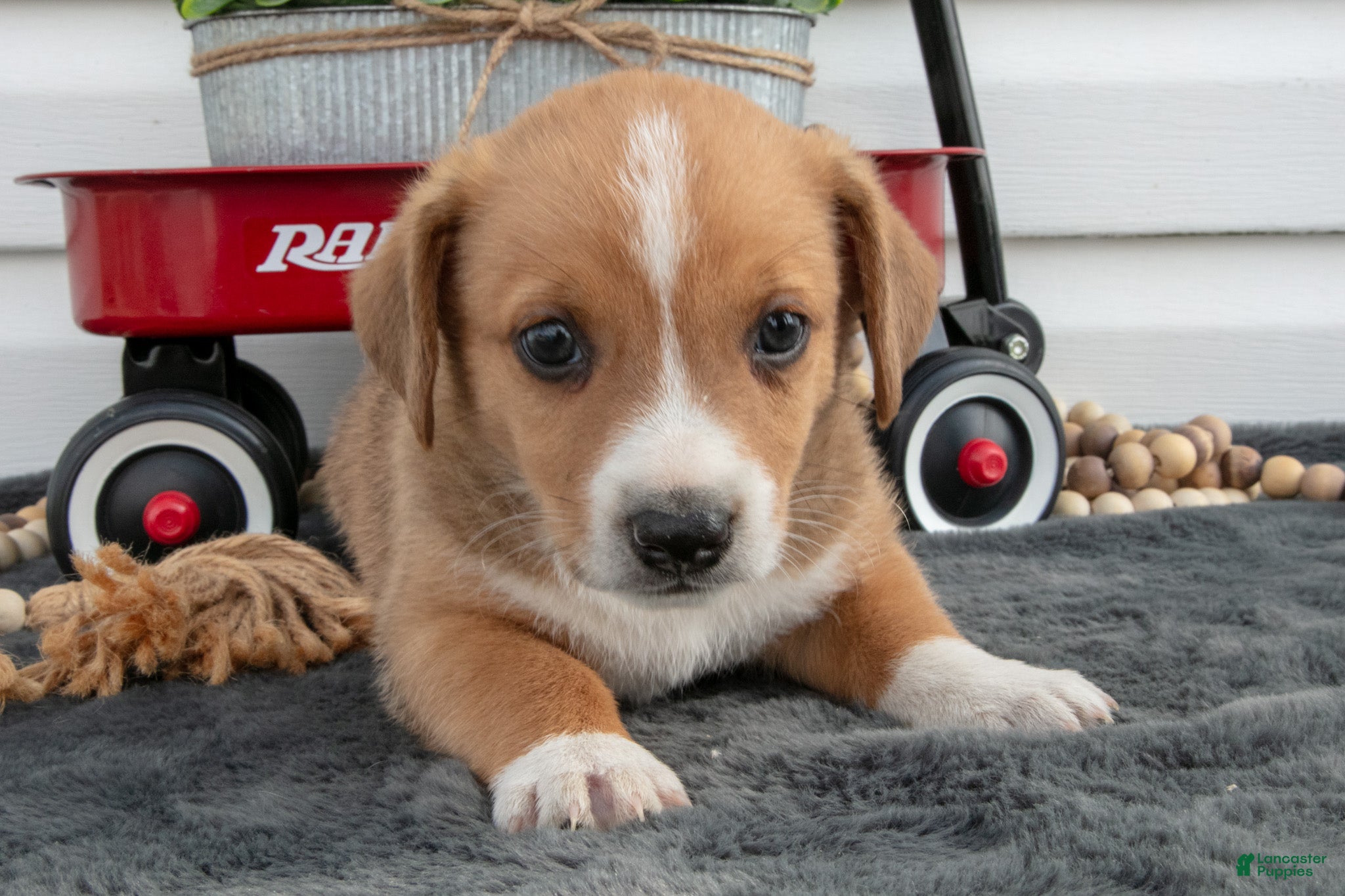 Jack Chi dogs Bentley - Ad 2