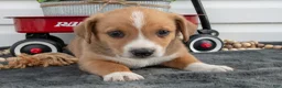 Jack Chi dogs for sale: Bentley - Ad 2