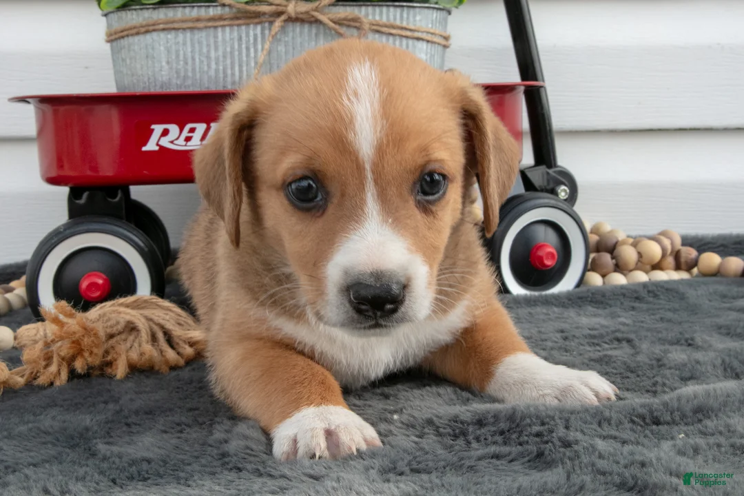 Jack Chi dogs for sale: Bentley - Ad 2