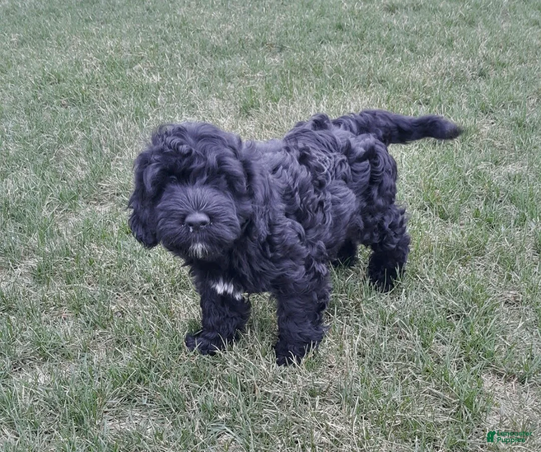 Portuguese Water Dog dogs for sale: Teddy - Ad 2