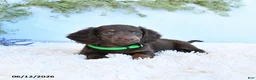 Miniature Dachshund dogs for sale: Scamper - Ad 2