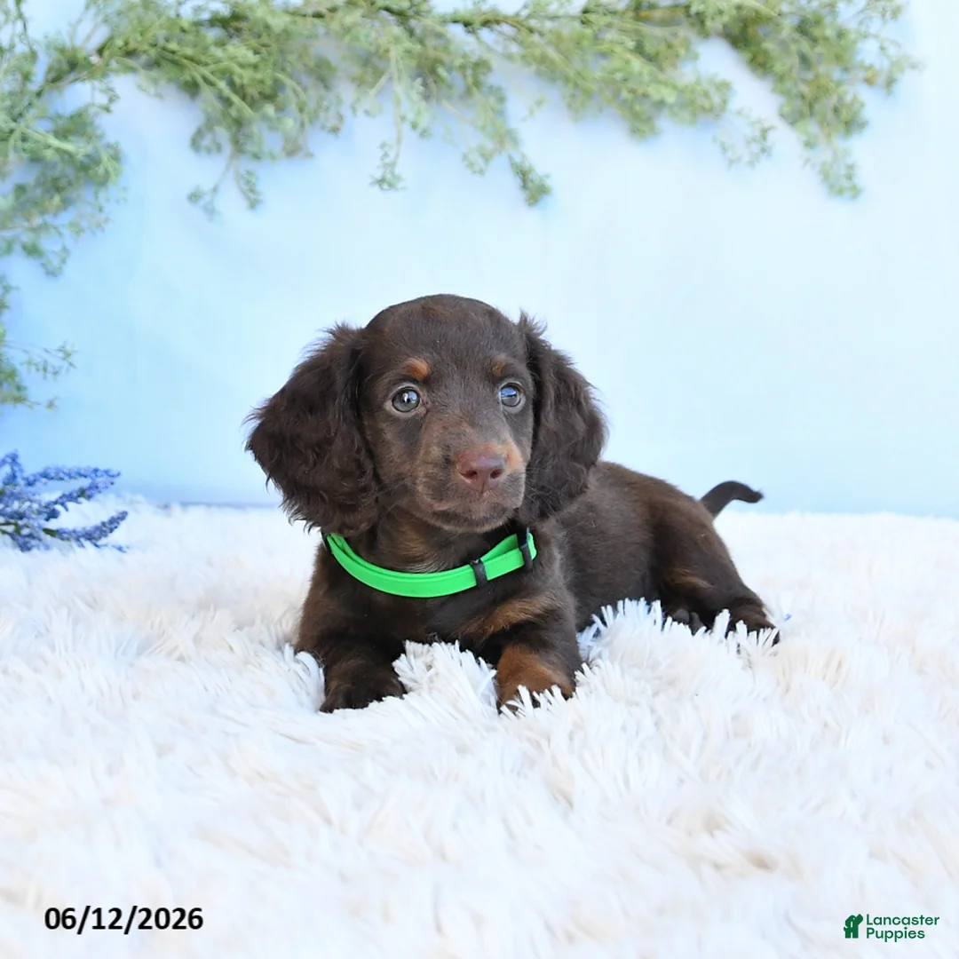 Miniature Dachshund dogs for sale: Scamper - Ad 2