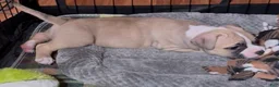 American Bully dogs for sale: American Bully Female - Ad 7