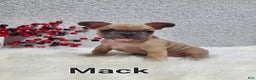 French Bulldog dogs for sale: Mack - Ad 3