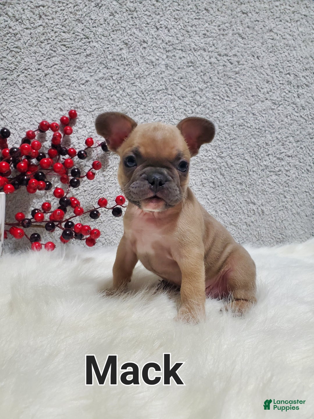 French Bulldog dogs for sale: Mack - Ad 3