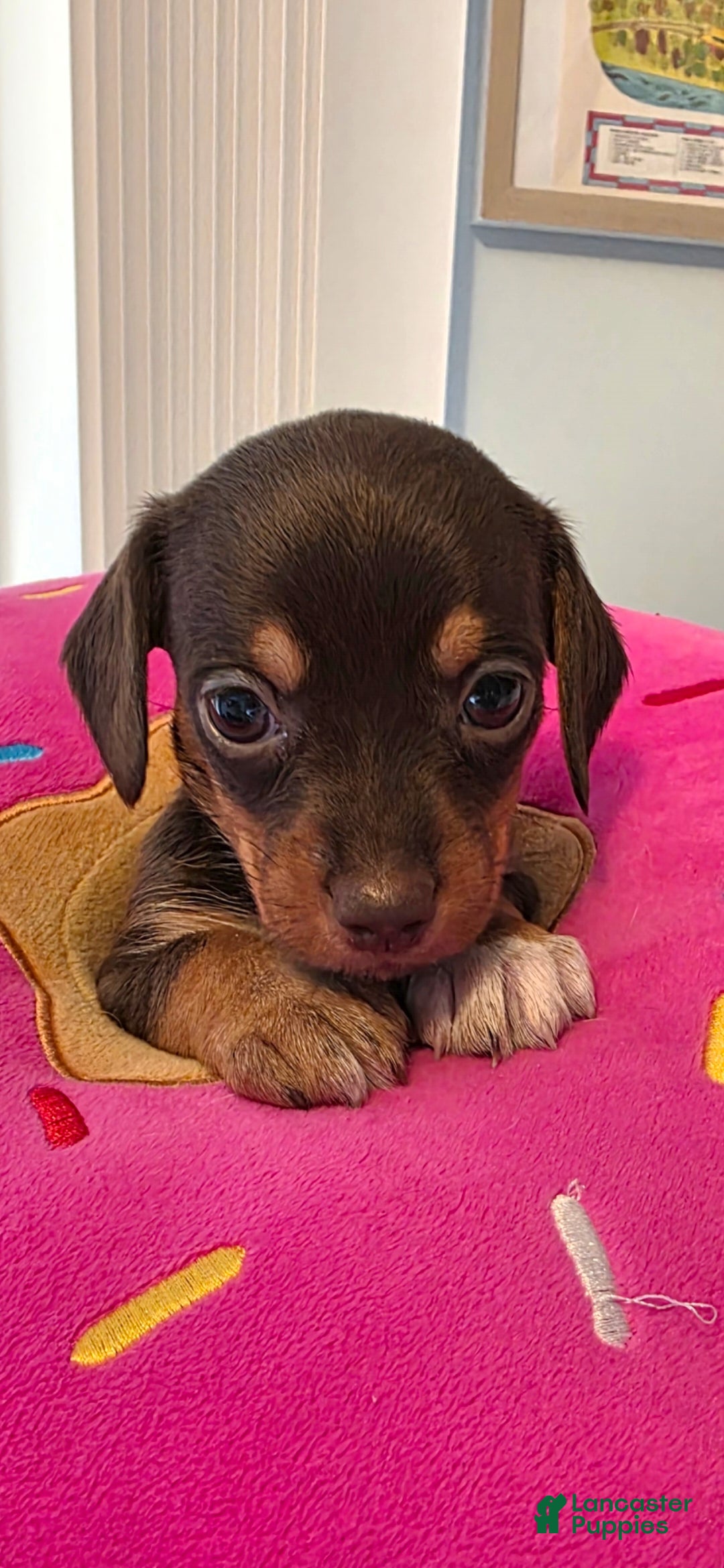 Mixed Breed dogs for sale: Honey - Ad 7