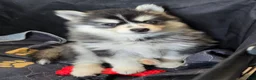 Pomsky dogs for sale: Black mini - Ad 4