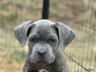 Cane Corso dogs Ash - Ad 42