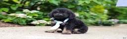 Cavapoo dogs for sale: Cooper - Ad 5