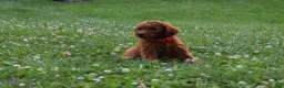 Standard Poodle dogs for sale: Rosa moyen - Ad 5