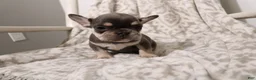 French Bulldog dogs for sale: Leo - Ad 9