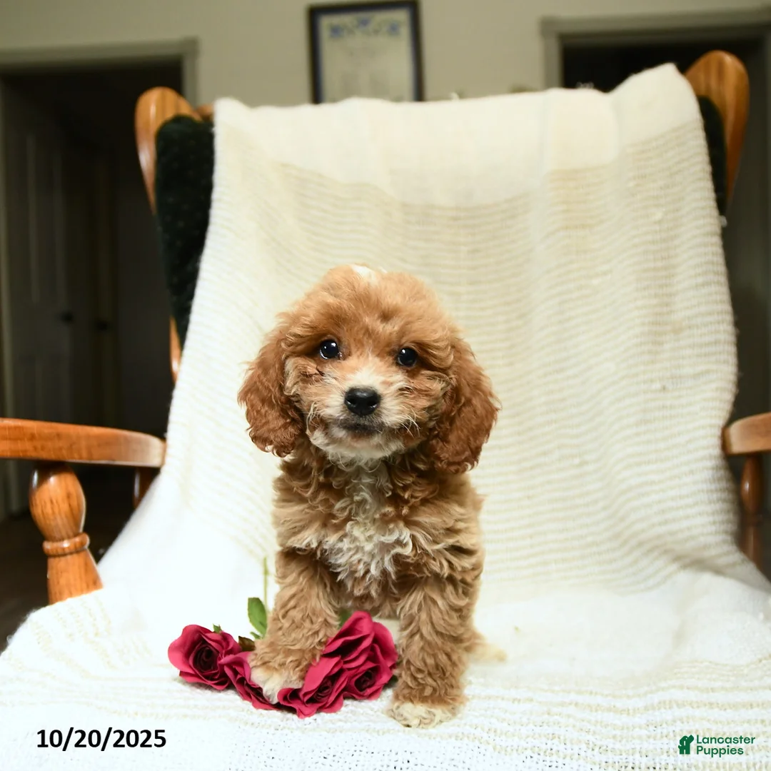 Cockapoo dogs for sale: Carter - Ad 12