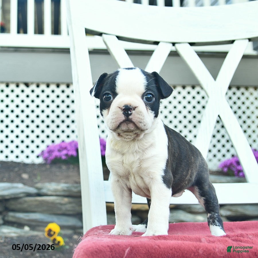 Boston Terrier dogs Penny  - Ad 2