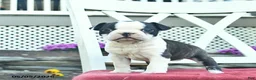 Boston Terrier dogs for sale: Penny  - Ad 2