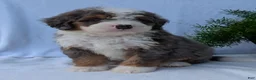 Mini Bernedoodle dogs for sale: Mini Banks  - Ad 17
