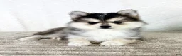 Pomsky dogs for sale: Aurora - Ad 2
