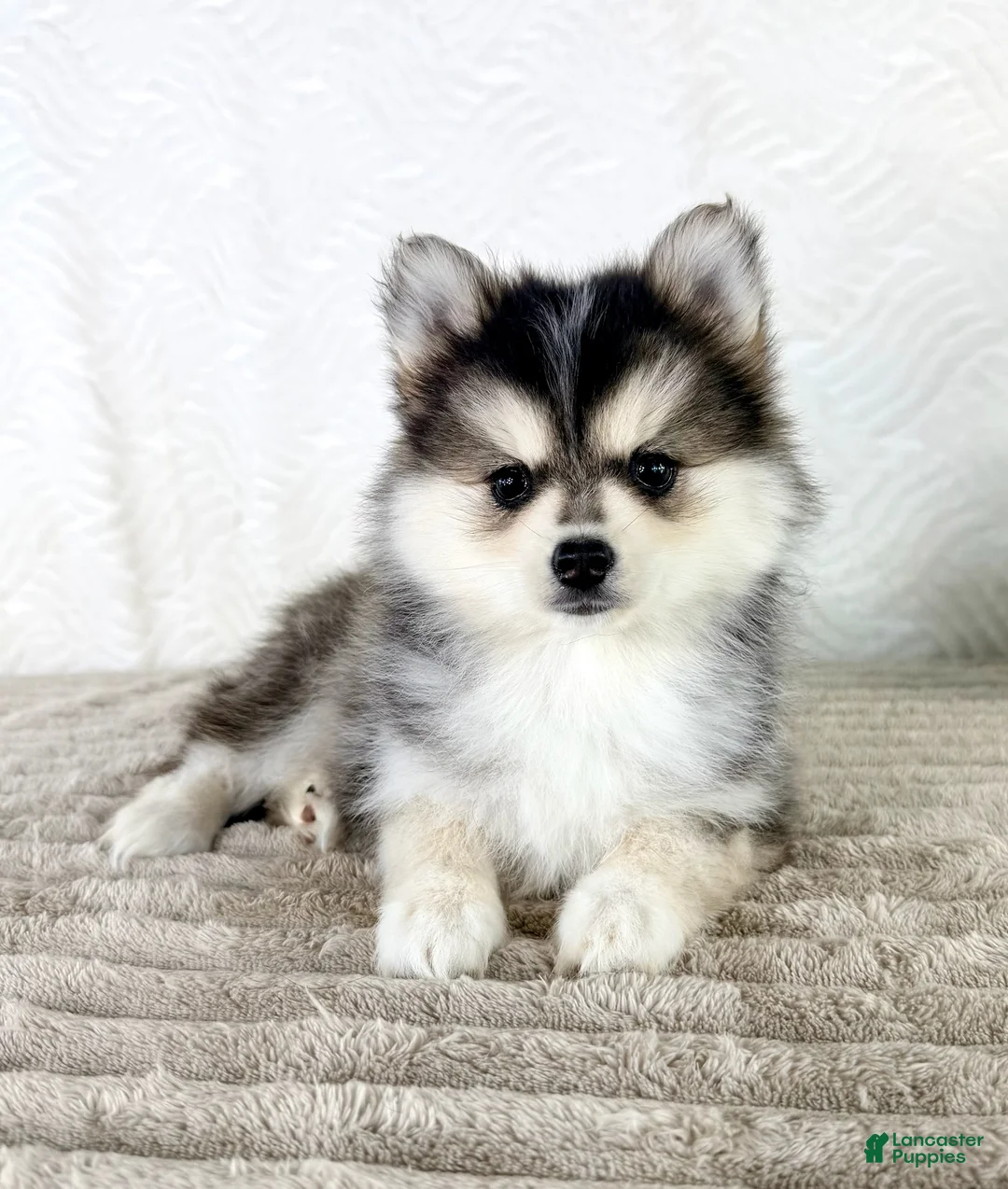 Pomsky dogs for sale: Aurora - Ad 2