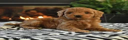 Mini Goldendoodle dogs for sale: Lucas - Ad 5