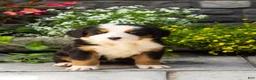 Bernese Mountain Dog dogs for sale: Macy  - Ad 2