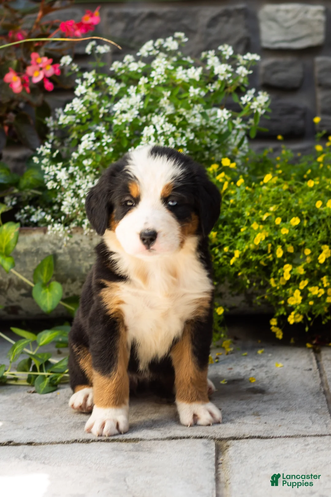 Bernese Mountain Dog dogs for sale: Macy  - Ad 2