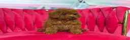 Toy Poodle dogs for sale: Key to my soul - Ad 3