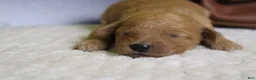 Goldendoodle dogs for sale: Ravioli - Ad 4