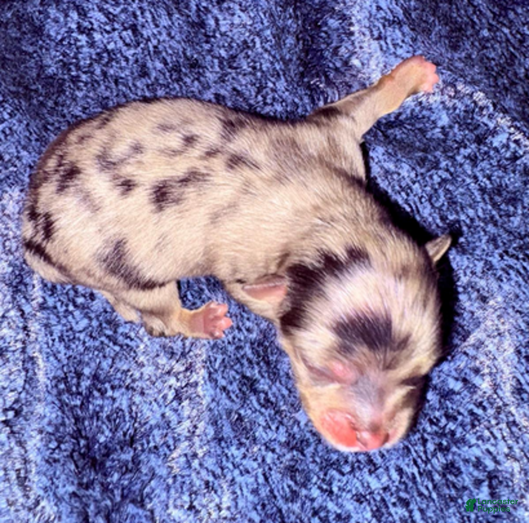 Pomeranian dogs for sale: Neo - Ad 3