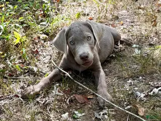 Labrador Retriever dogs Steel - Ad 27