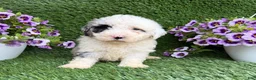 Mixed Breed dogs for sale: Bubba - Ad 3