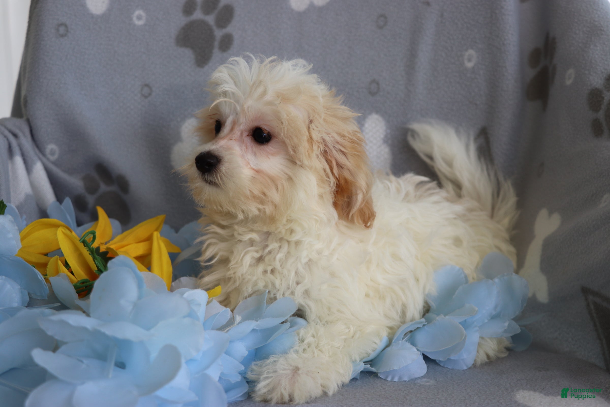 Maltipoo dogs Reggie  - Ad 2