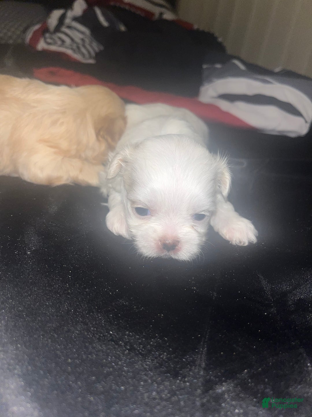 Malshi dogs for sale: Malshi Puppy 3 - Ad 2
