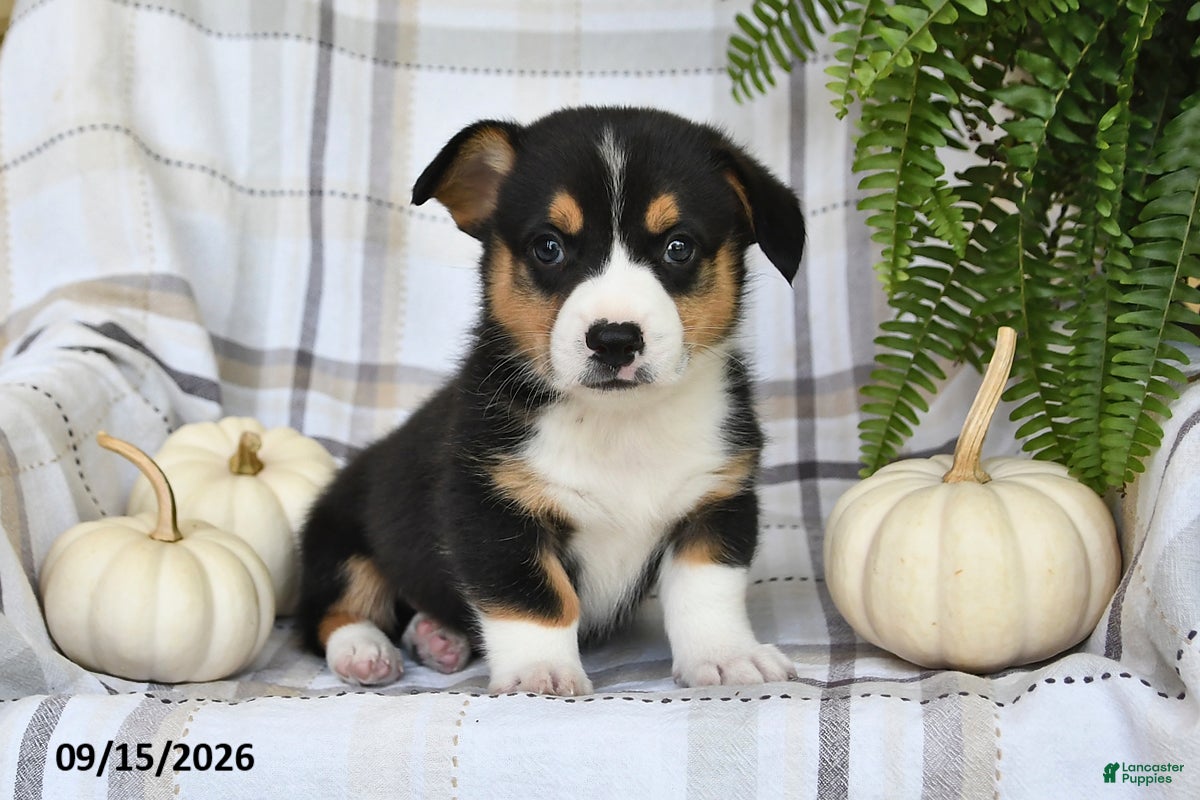 Welsh Corgi Pembroke dogs Echo - Ad 1