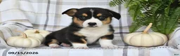 Welsh Corgi Pembroke dogs for sale: Echo - Ad 1