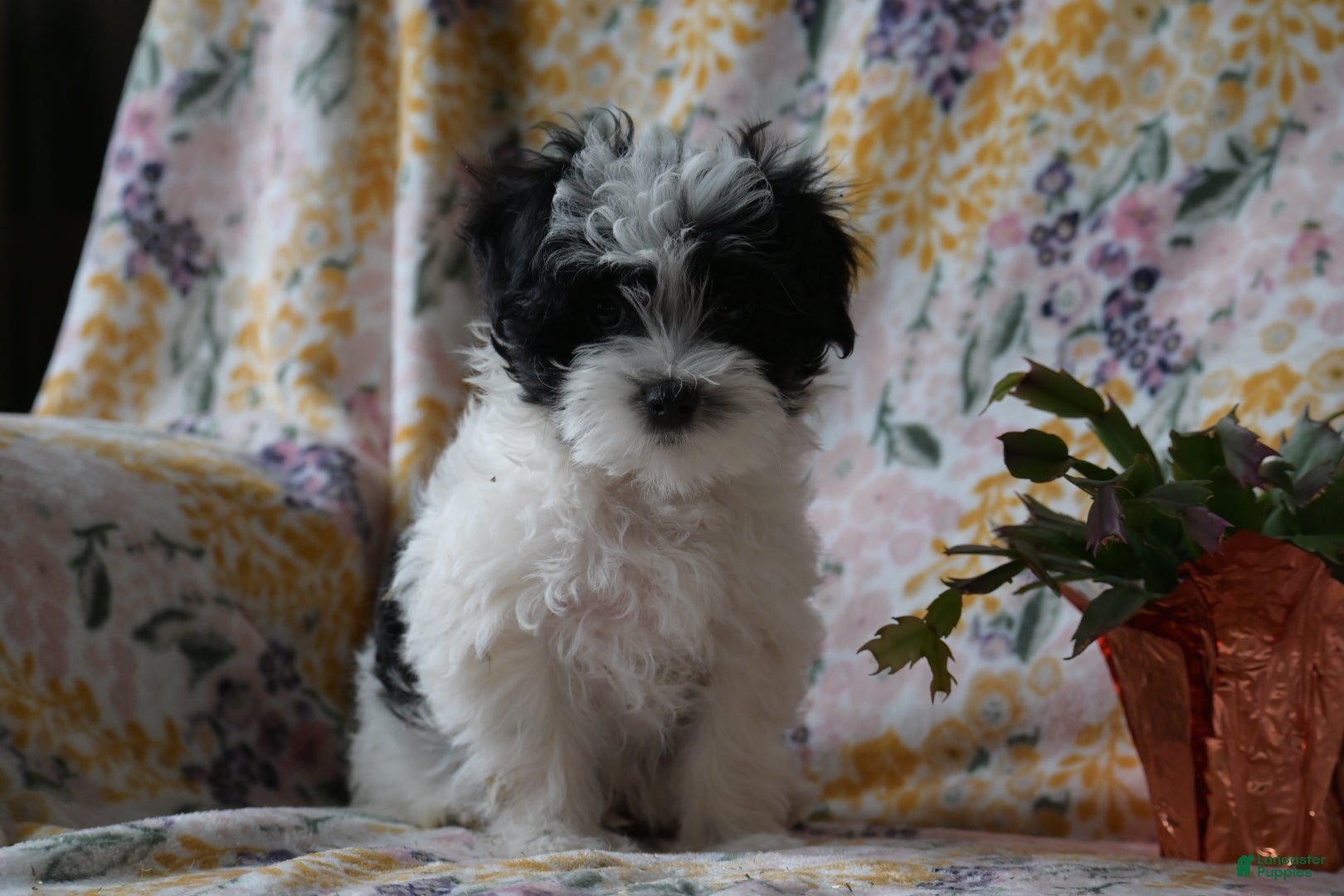 Mixed Breed dogs for sale: Patches  - Ad 2